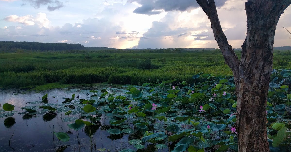 Fogg Dam courtesy NT Govt